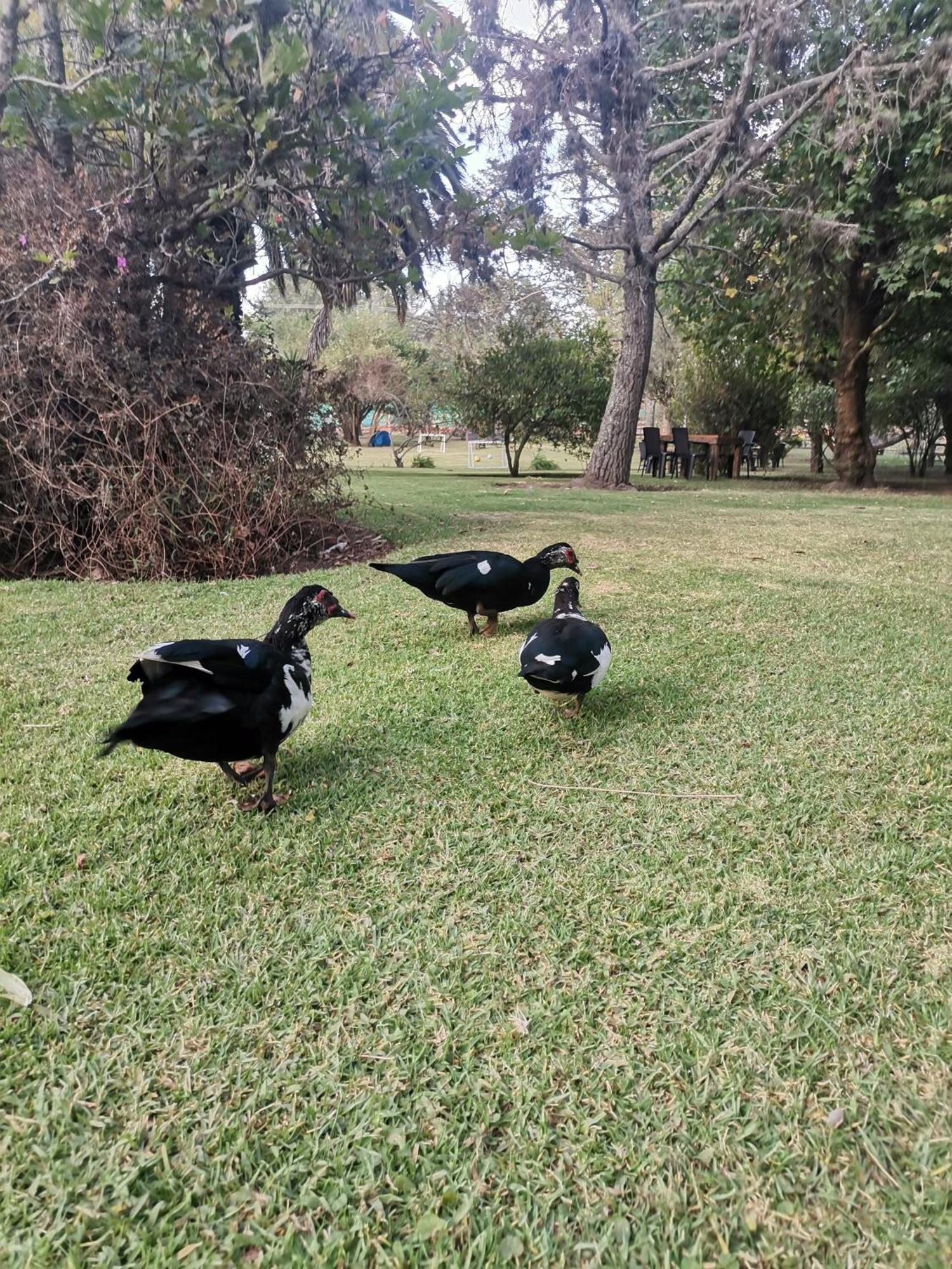 La Granja De Papa Alberto Puembo Kültér fotó